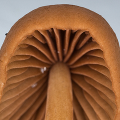 Marasmius cohaerens lachnophyllus