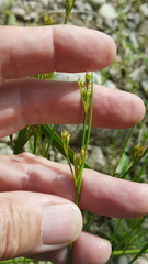 Juncus pelocarpus