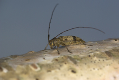 Leiopus femoratus