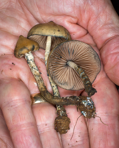 drunken mushroom