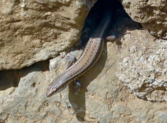 Chioninia delalandii