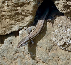 Chioninia delalandii