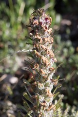 Pedicularis lanata
