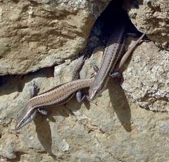 Chioninia delalandii