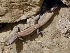 Chioninia delalandii