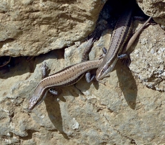 Chioninia delalandii