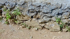 Chioninia delalandii
