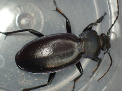 Carabus scheidleri