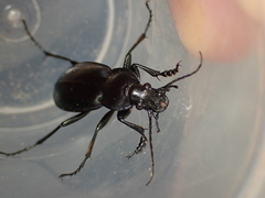 Carabus scheidleri