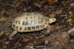 Indotestudo elongata