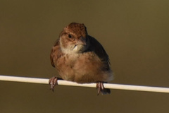 Mirafra javanica