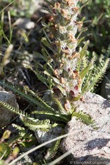 Pedicularis lanata