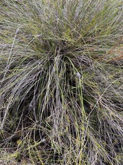 Mesomelaena tetragona