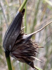 Mesomelaena tetragona