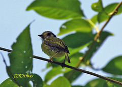 Myiornis auricularis