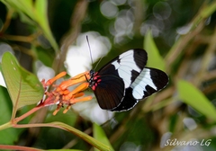 Heliconius sapho leuce