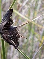 Mesomelaena tetragona