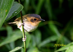 Poecilotriccus plumbeiceps