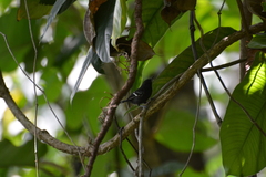 Microrhopias quixensis