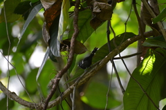 Microrhopias quixensis