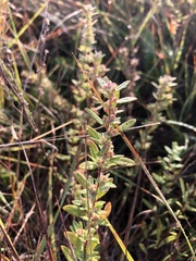 Crocanthemum bicknellii