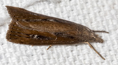 Occidentalia comptulatalis