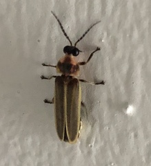 Photinus signaticollis