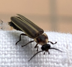 Photinus signaticollis
