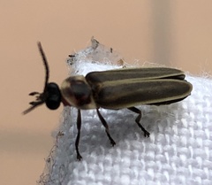 Photinus signaticollis
