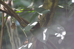 Microrhopias quixensis