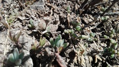 Delosperma pilosulum