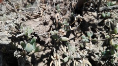 Delosperma pilosulum