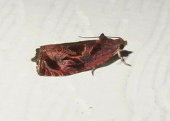 Olethreutes permundana