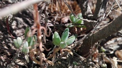 Delosperma pilosulum
