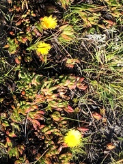 Lampranthus serpens
