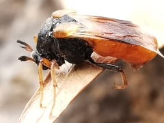 Ripiphorus subdipterus