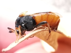 Ripiphorus subdipterus