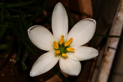 Zephyranthes candida