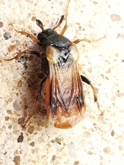 Ripiphorus subdipterus