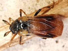 Ripiphorus subdipterus
