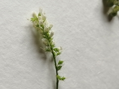 Melilotus albus