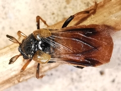 Ripiphorus subdipterus