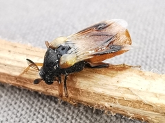 Ripiphorus subdipterus