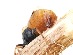 Ripiphorus subdipterus