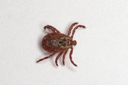 Ornate Cow Tick