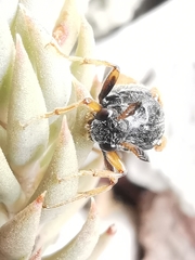 Ripiphorus subdipterus