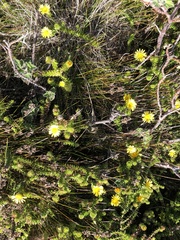Oedera imbricata