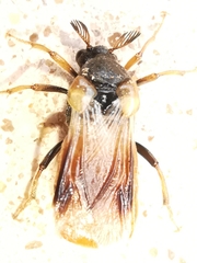 Ripiphorus subdipterus