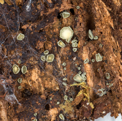 Leotiomycetes