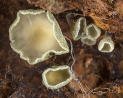 Leotiomycetes